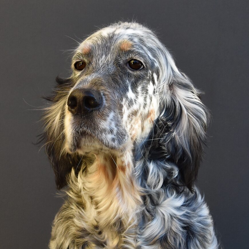 Ceylon our dogs.jpg